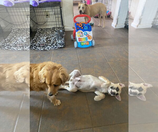 Medium Photo #7 American Pit Bull Terrier-Golden Retriever Mix Puppy For Sale in Peoria, AZ, USA