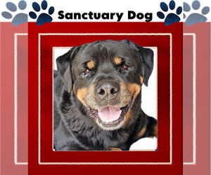 Rocky Conklin - Male Rottweiler Dog for Adoption - Photo #2