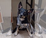 Small Mutt