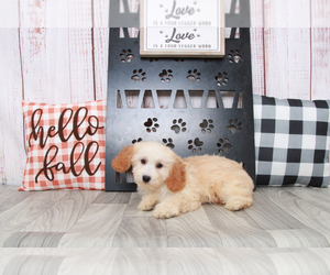 Poochon Puppy for sale in MARIETTA, GA, USA