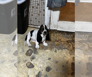 Basset Hound Puppy for sale in DONNA, TX, USA