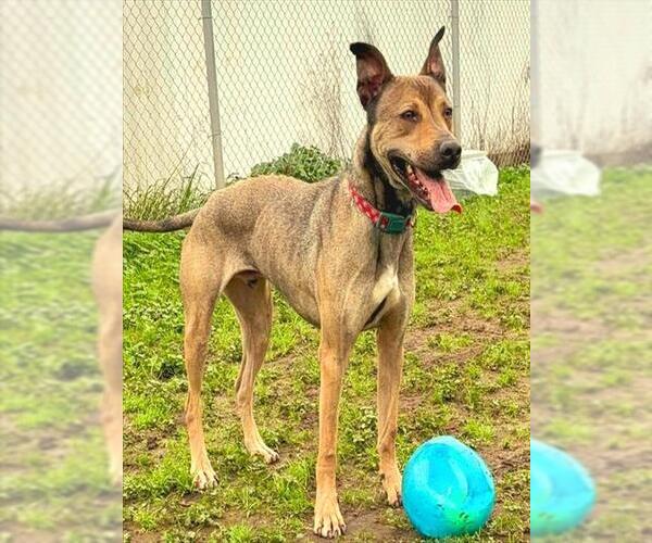 Medium Photo #3 Doberman Pinscher-Plott Hound Mix Puppy For Sale in Sacramento, CA, USA