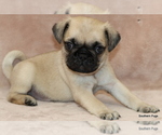 Small Photo #7 Pug Puppy For Sale in WINNSBORO, TX, USA