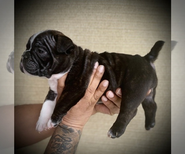 Medium Photo #18 American Bully Puppy For Sale in VACAVILLE, CA, USA
