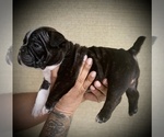 Small Photo #18 American Bully Puppy For Sale in VACAVILLE, CA, USA