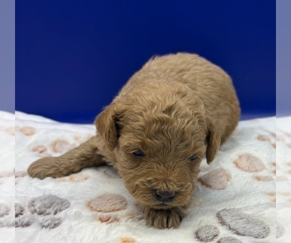 Medium Photo #8 Poodle (Miniature) Puppy For Sale in BLUE MOUND, TX, USA