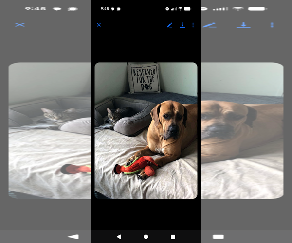 Medium Photo #7 Brazilian Mastiff Puppy For Sale in Jasper, AL, USA