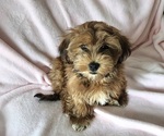 Small #5 Havanese