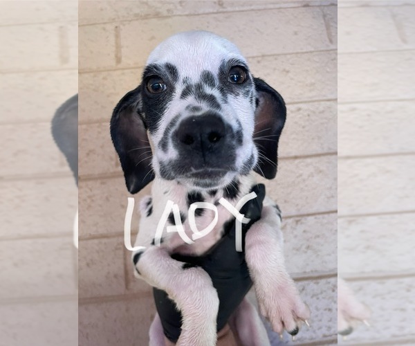 Medium Photo #4 Dalmatian Puppy For Sale in GLENDALE, AZ, USA