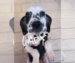 Small #3 Dalmatian