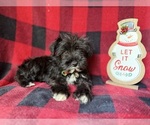 Small #1 Schnauzer (Miniature)