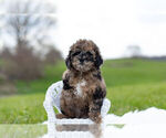 Small Photo #6 ShihPoo Puppy For Sale in WARSAW, IN, USA