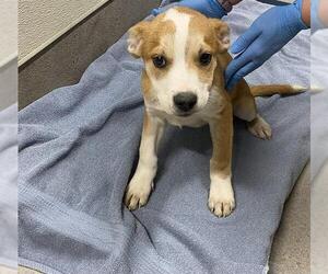 Mutt Dogs for adoption in Modesto, CA, USA