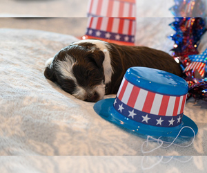 Havapoo Puppy for sale in GUTHRIE, KY, USA