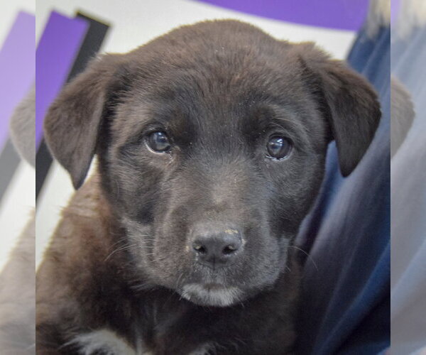 Medium Photo #5 Golden Retriever-Unknown Mix Puppy For Sale in Huntley, IL, USA