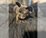 Small #12 French Bulldog