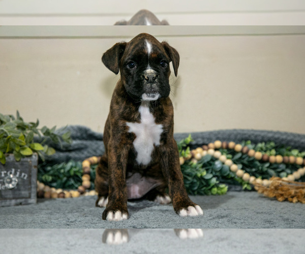 Medium Photo #6 Boxer Puppy For Sale in NASHVILLE, MI, USA