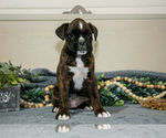 Small Photo #6 Boxer Puppy For Sale in NASHVILLE, MI, USA