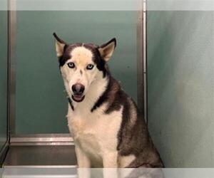 Siberian Husky-Unknown Mix Dogs for adoption in Moreno Valley, CA, USA