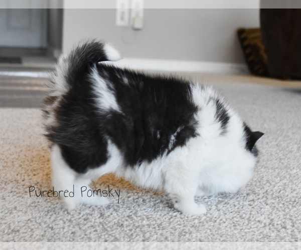 Medium Photo #4 Pomsky Puppy For Sale in KANSAS CITY, MO, USA