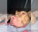 Small #4 American Pit Bull Terrier Mix