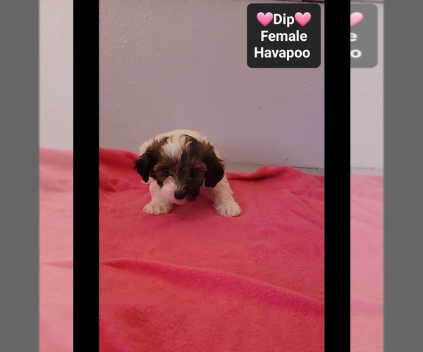 Medium Photo #2 Havapoo Puppy For Sale in TUCSON, AZ, USA