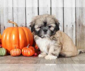 Shih Tzu Puppy for sale in MOUNT VERNON, OH, USA