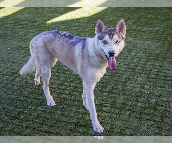 Medium Photo #2 Siberian Husky Puppy For Sale in Pasadena, CA, USA