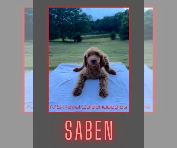 Medium Photo #1 Goldendoodle Puppy For Sale in MARIETTA, MS, USA