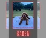 Small Photo #1 Goldendoodle Puppy For Sale in MARIETTA, MS, USA