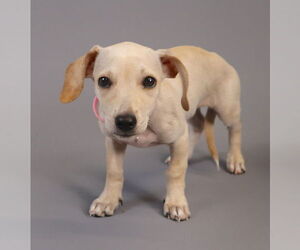 Jack Chi Dogs for adoption in Princeton, MN, USA