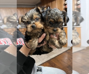 Yorkelties Puppy for sale in MEDFORD, OR, USA