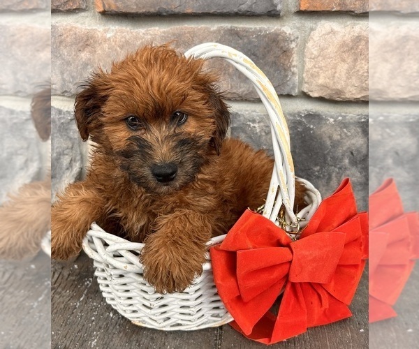 Medium Photo #1 Whoodle (Miniature) Puppy For Sale in MIDDLEBURY, IN, USA