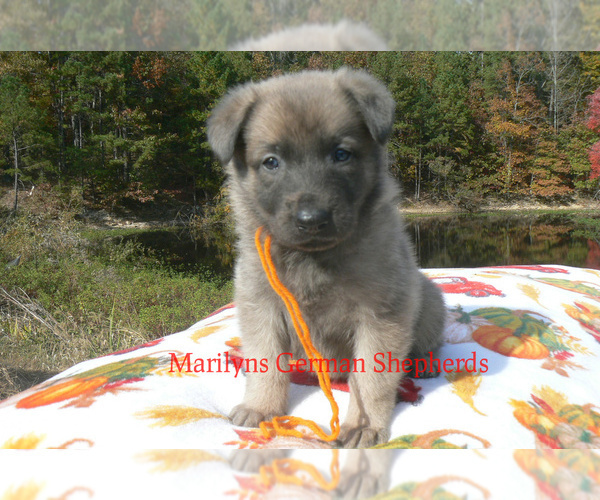 Medium Photo #7 German Shepherd Dog Puppy For Sale in PIEDMONT, MO, USA