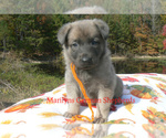Snowy Peach Ber - Female German Shepherd Dog Puppy for Sale - Photo #7