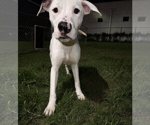 Pointer-Unknown Mix Dogs for adoption in Houston, TX, USA