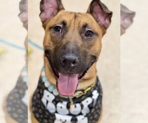 Mutt Dogs for adoption in Minneapolis, MN, USA