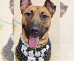 Small Photo #1 Mutt Puppy For Sale in Minneapolis, MN, USA