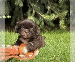 Small #1 Shih Tzu