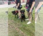 Small #13 Labrador Retriever Mix