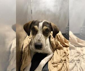 Mutt Dogs for adoption in San Antonio, TX, USA