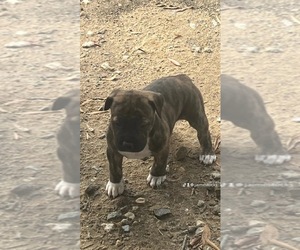 American Pit Bull Terrier Puppy for sale in STAFFORD, VA, USA
