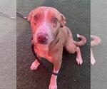 Small #1 American Pit Bull Terrier-Australian Shepherd Mix
