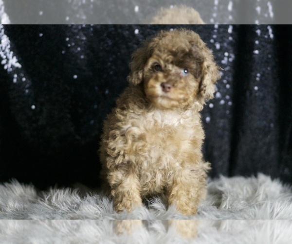 Medium Photo #28 Poodle (Miniature) Puppy For Sale in WARSAW, IN, USA
