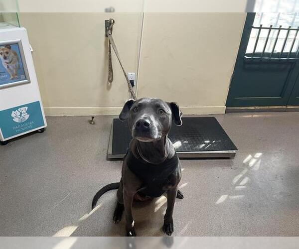 Medium Photo #1 American Pit Bull Terrier-Unknown Mix Puppy For Sale in Pasadena, CA, USA