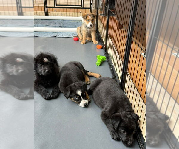 Medium Photo #4 Aussiedor Puppy For Sale in Aurora, IN, USA