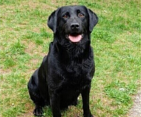 Medium Photo #9 Labrador Retriever Puppy For Sale in SHELTON, WA, USA