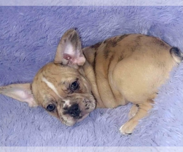Medium Photo #1 French Bulldog Puppy For Sale in SANDY HOOK, KY, USA