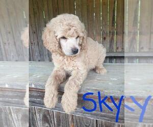 Poodle (Standard) Puppy for sale in BRIDGEWATER, VA, USA