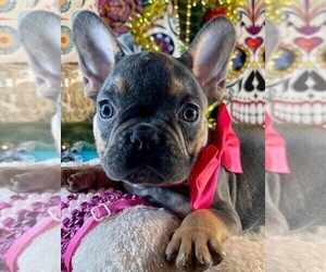 French Bulldog Puppy for sale in HEATHROW, FL, USA
